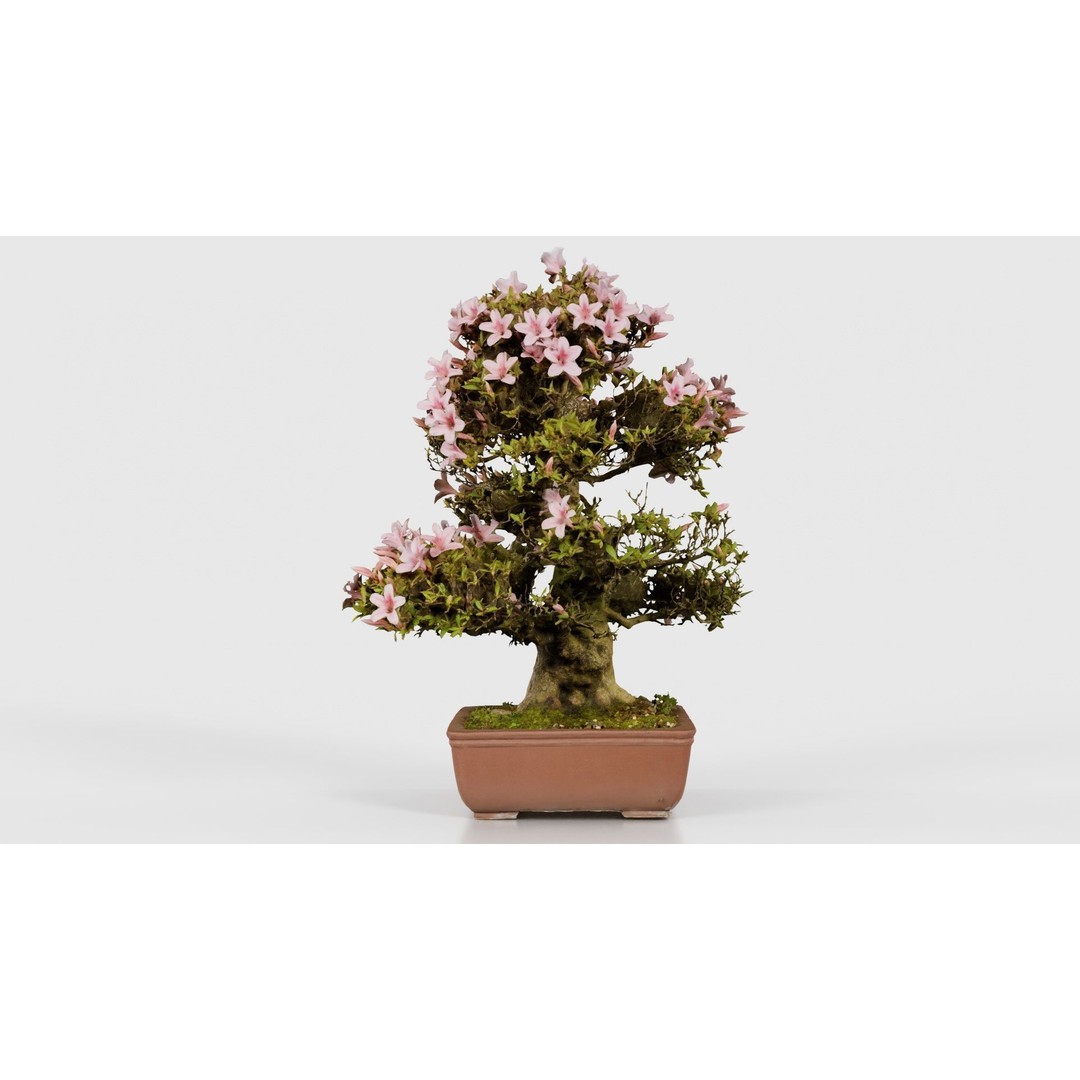 Satsuki Azalea Bonsai Tree 3D Model – Low Poly Game Asset, FBX, PBR - View 20
