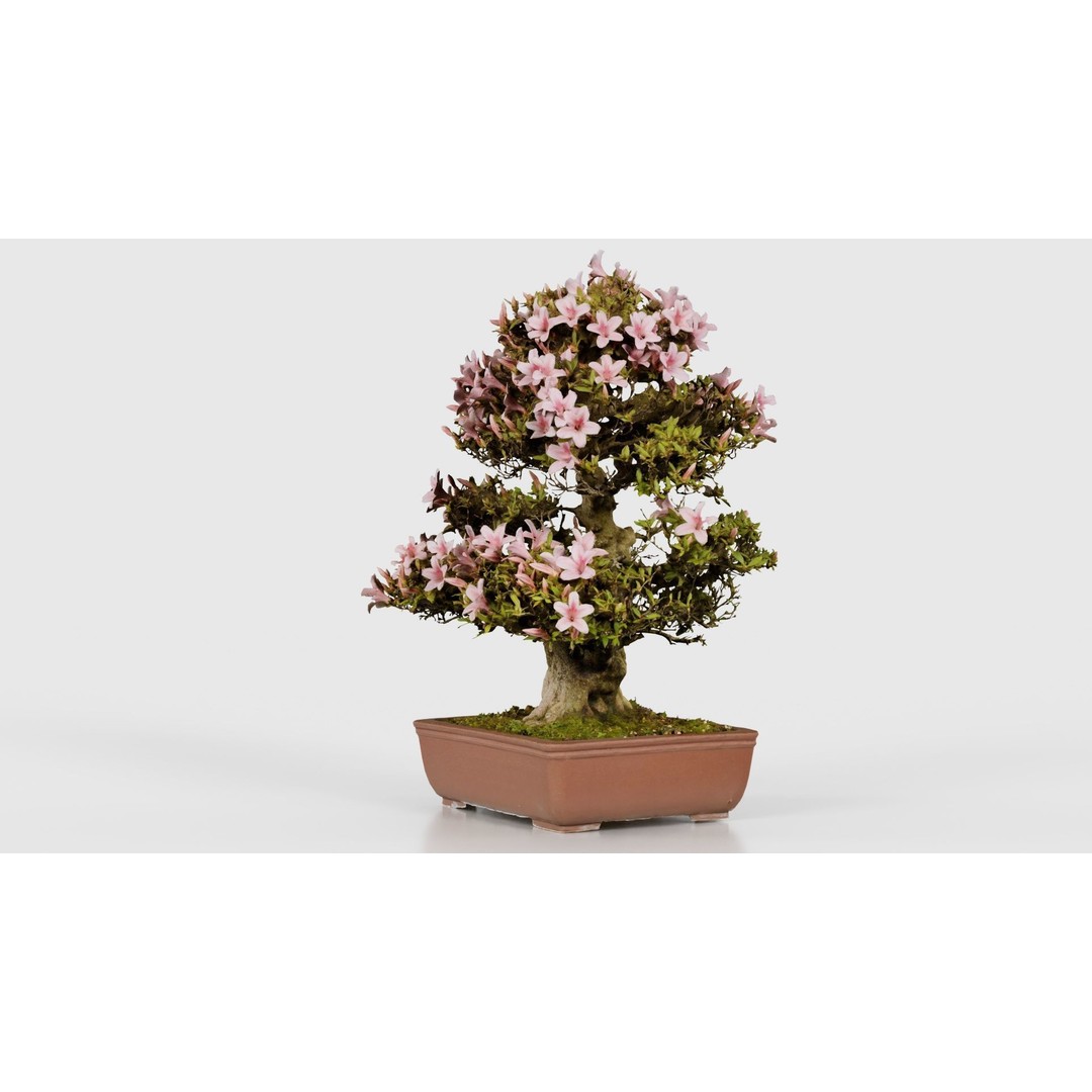 Satsuki Azalea Bonsai Tree 3D Model – Low Poly Game Asset, FBX, PBR - View 21