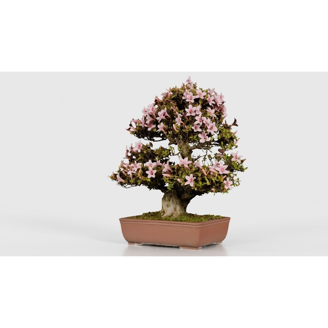 Satsuki Azalea Bonsai Tree 3D Model – Low Poly Game Asset, FBX, PBR - View 22