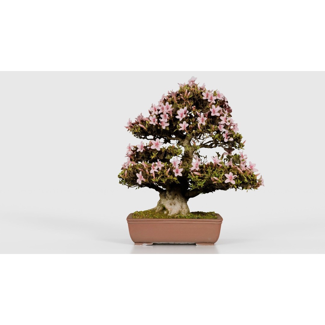 Satsuki Azalea Bonsai Tree 3D Model – Low Poly Game Asset, FBX, PBR - View 23