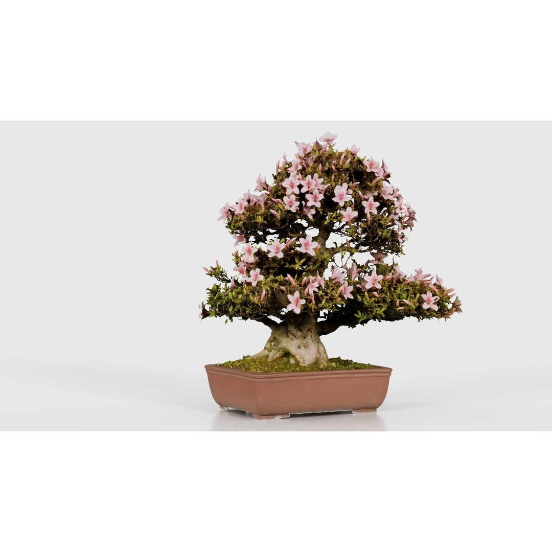 Satsuki Azalea Bonsai Tree 3D Model – Low Poly Game Asset, FBX, PBR - View 24