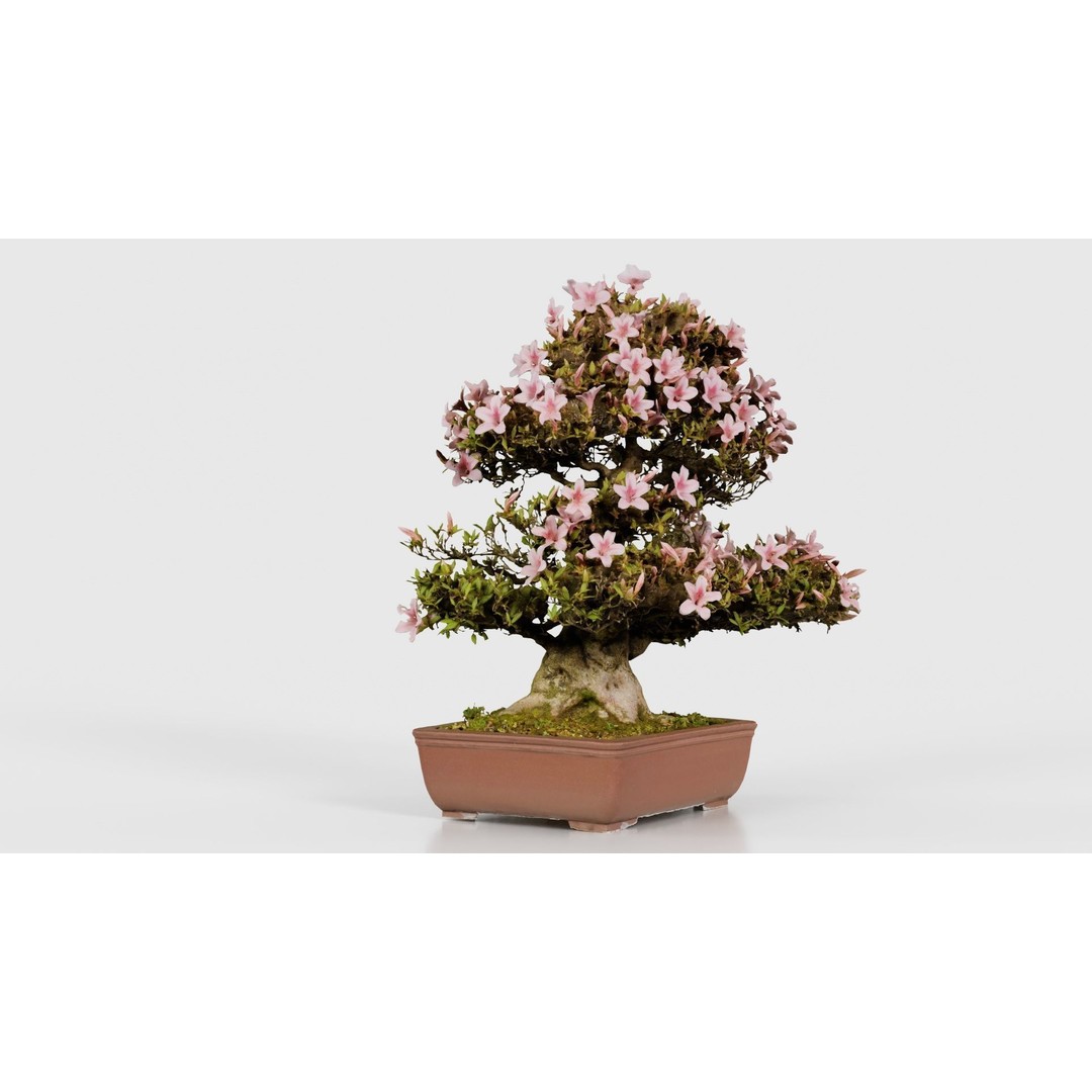 Satsuki Azalea Bonsai Tree 3D Model – Low Poly Game Asset, FBX, PBR - View 25