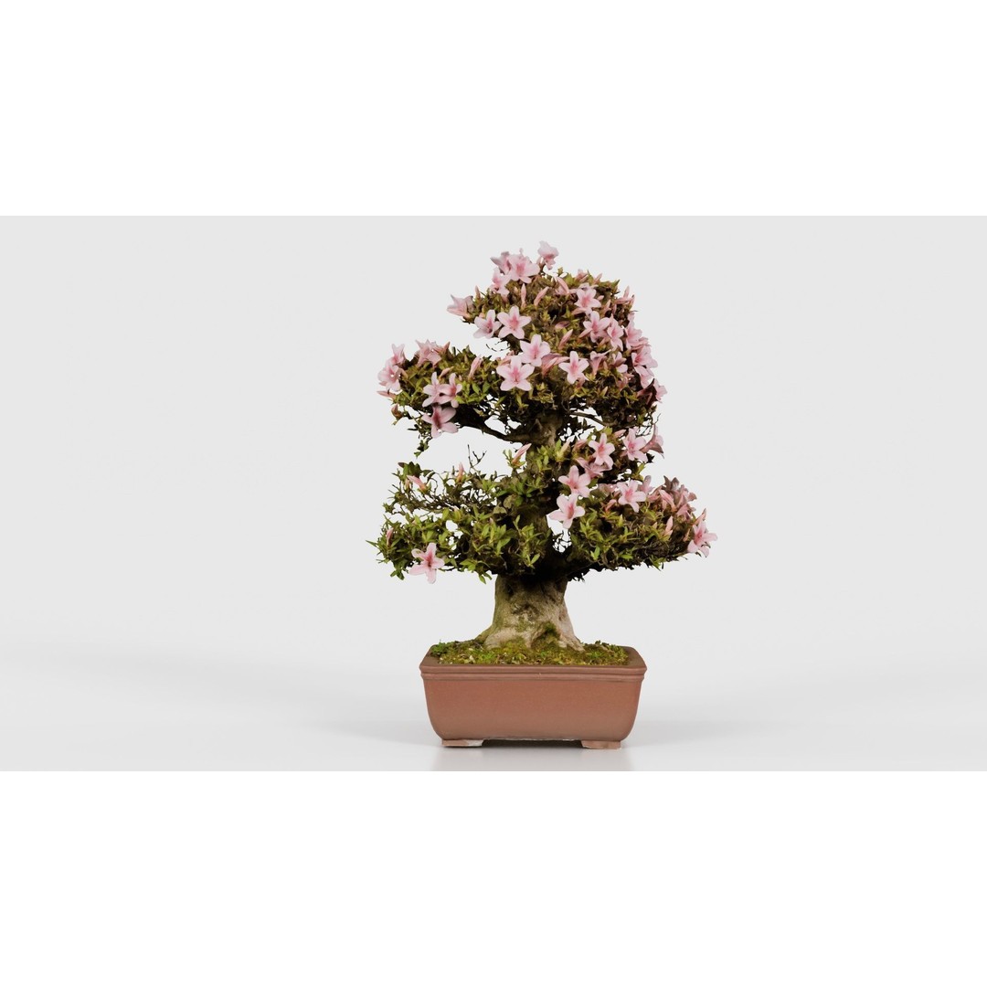 Satsuki Azalea Bonsai Tree 3D Model – Low Poly Game Asset, FBX, PBR - View 26