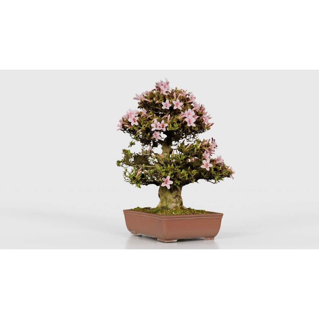 Satsuki Azalea Bonsai Tree 3D Model – Low Poly Game Asset, FBX, PBR - View 27
