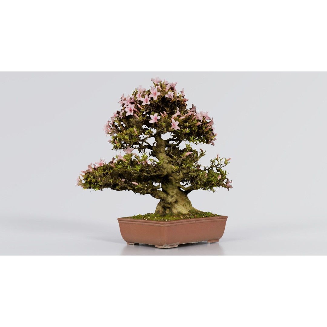 Satsuki Azalea Bonsai Tree 3D Model – Low Poly Game Asset, FBX, PBR - View 3