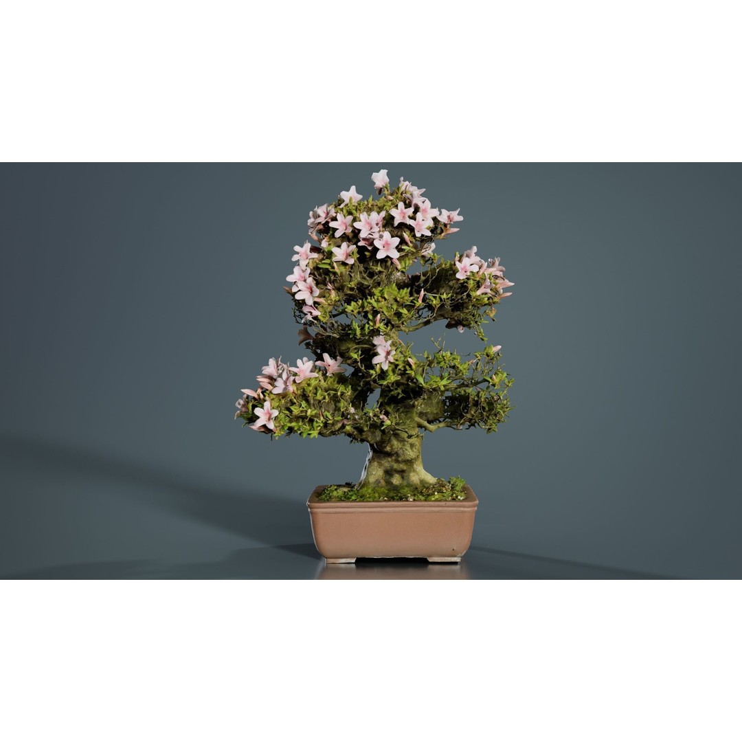 Satsuki Azalea Bonsai Tree 3D Model – Low Poly Game Asset, FBX, PBR - View 4