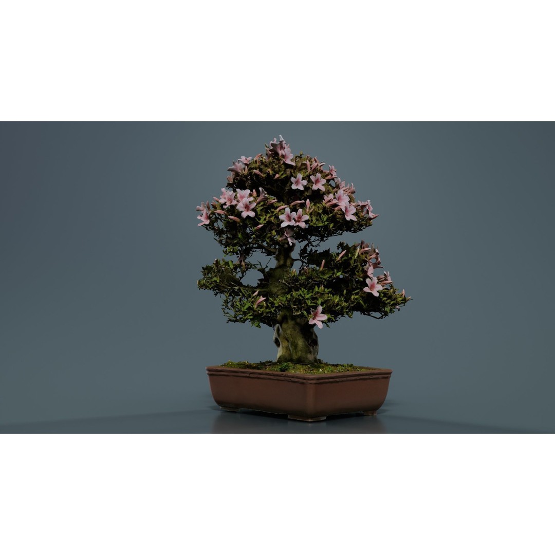 Satsuki Azalea Bonsai Tree 3D Model – Low Poly Game Asset, FBX, PBR - View 5