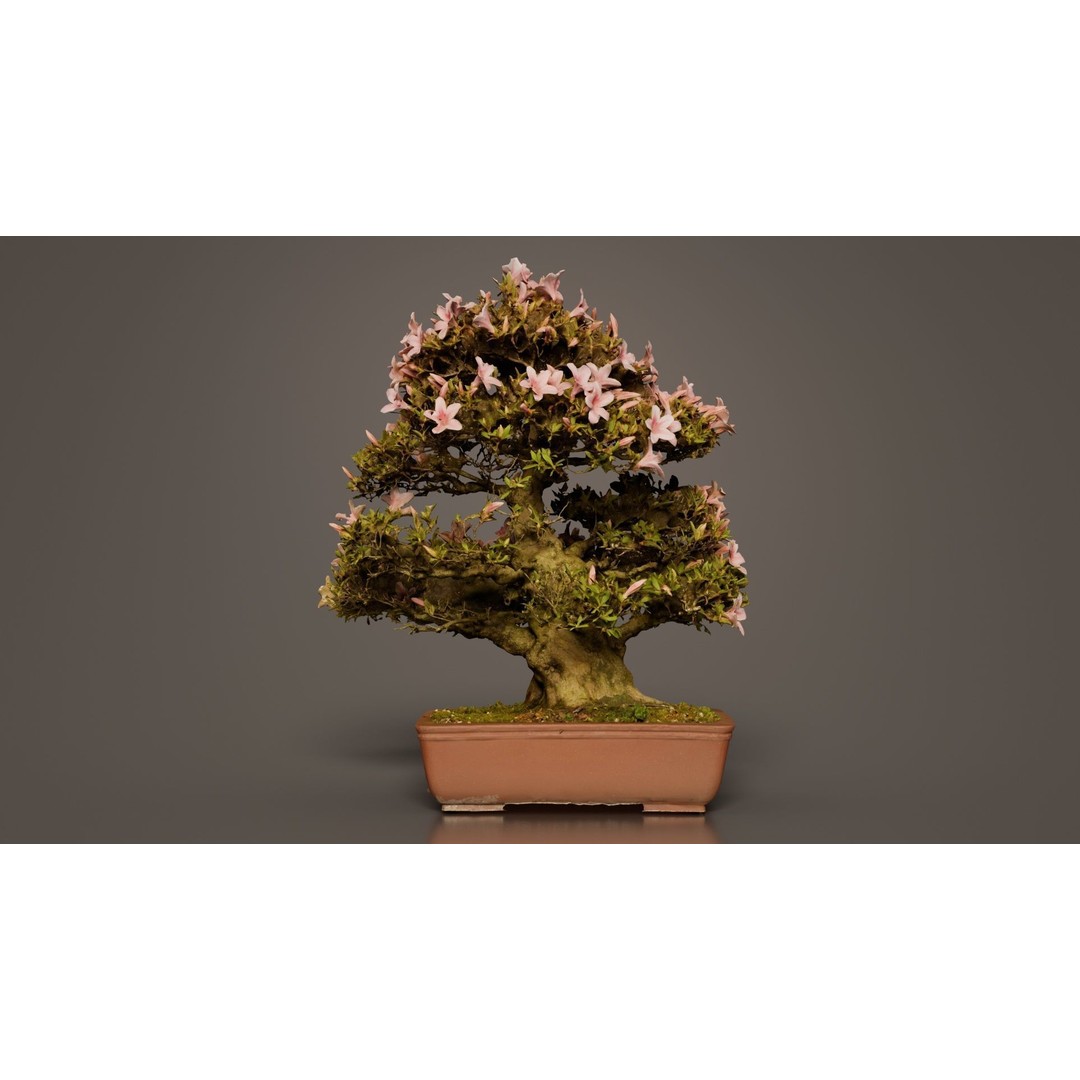 Satsuki Azalea Bonsai Tree 3D Model – Low Poly Game Asset, FBX, PBR - View 6