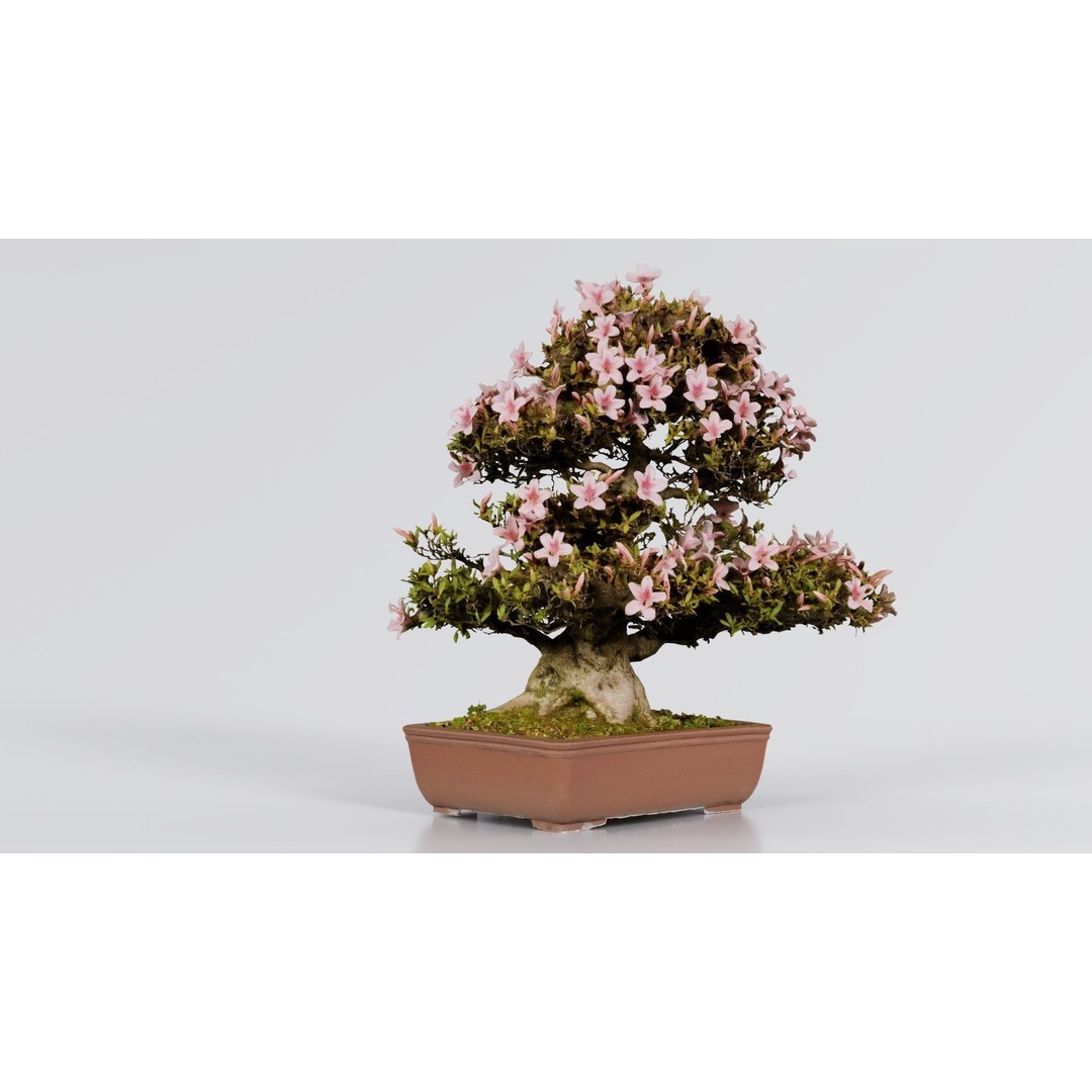 Satsuki Azalea Bonsai Tree 3D Model – Low Poly Game Asset, FBX, PBR - View 7