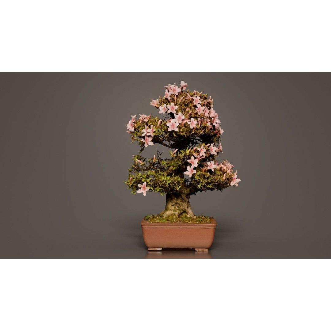 Satsuki Azalea Bonsai Tree 3D Model – Low Poly Game Asset, FBX, PBR - View 8