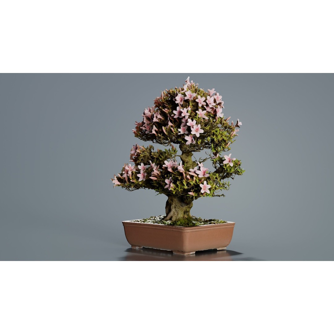Satsuki Azalea Bonsai Tree 3D Model – Low Poly Game Asset, FBX, PBR - View 9