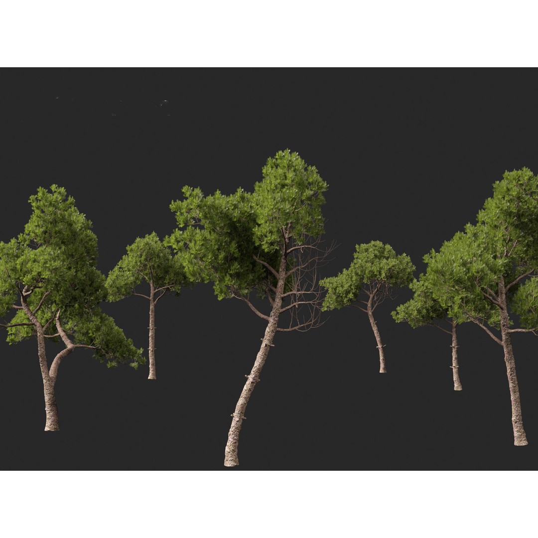 Pinus dalatensis 3D Model – Realistic Evergreen Tree, FBX, PBR