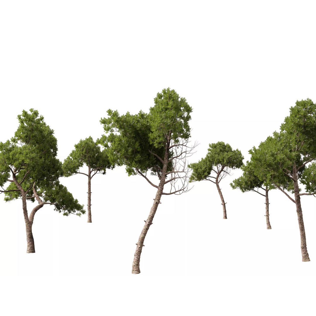 Pinus dalatensis 3D Model – Realistic Evergreen Tree, FBX, PBR - View 2