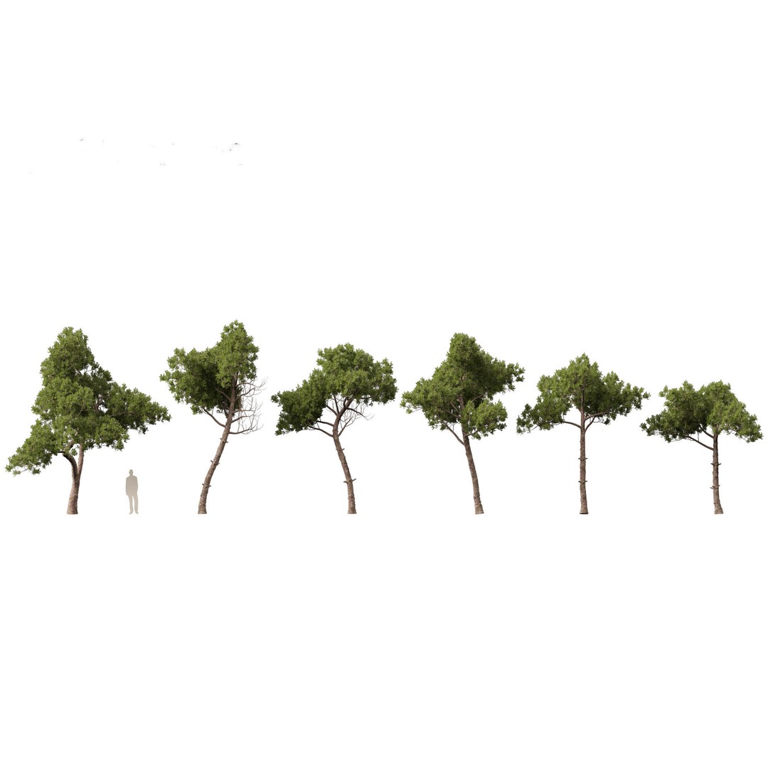 Pinus dalatensis 3D Model – Realistic Evergreen Tree, FBX, PBR - View 3