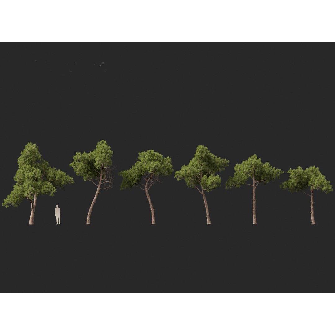 Pinus dalatensis 3D Model – Realistic Evergreen Tree, FBX, PBR - View 4