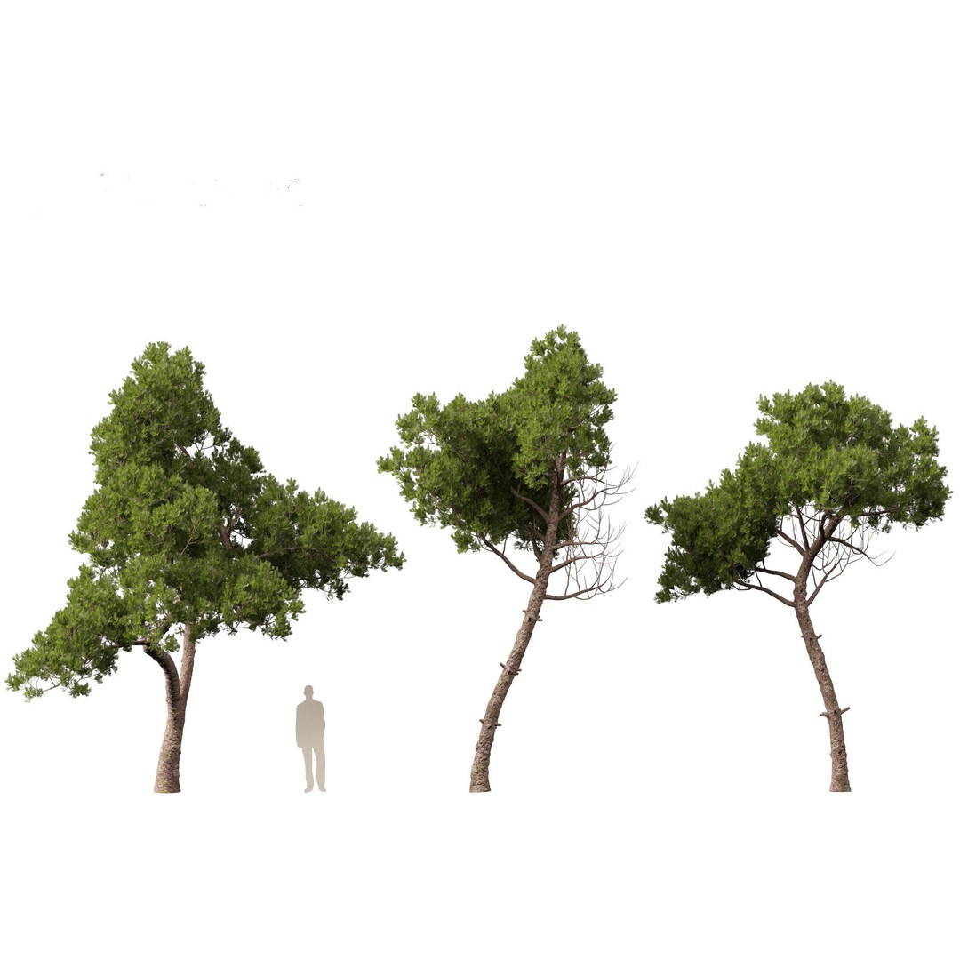 Pinus dalatensis 3D Model – Realistic Evergreen Tree, FBX, PBR - View 5