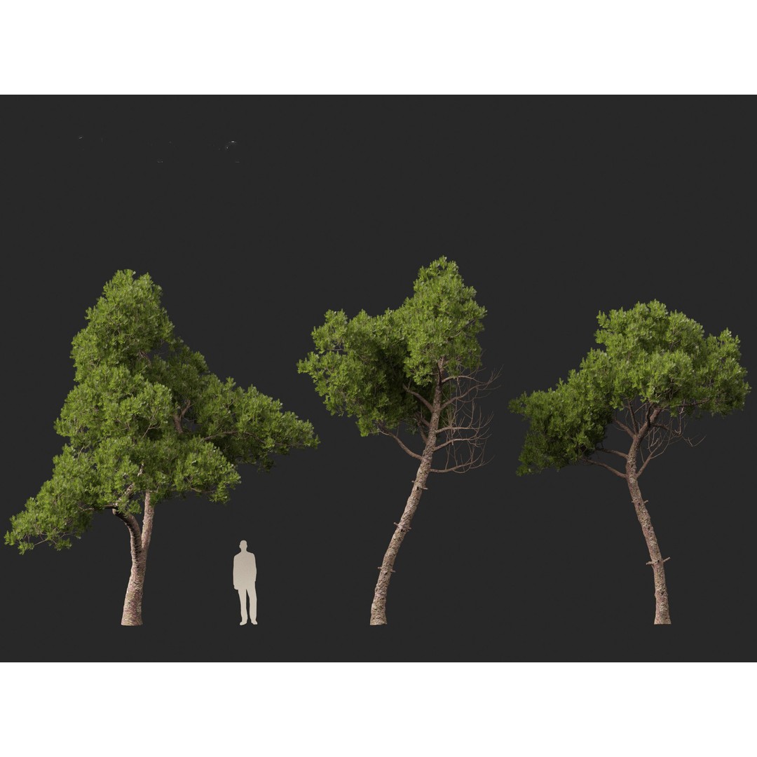 Pinus dalatensis 3D Model – Realistic Evergreen Tree, FBX, PBR - View 6
