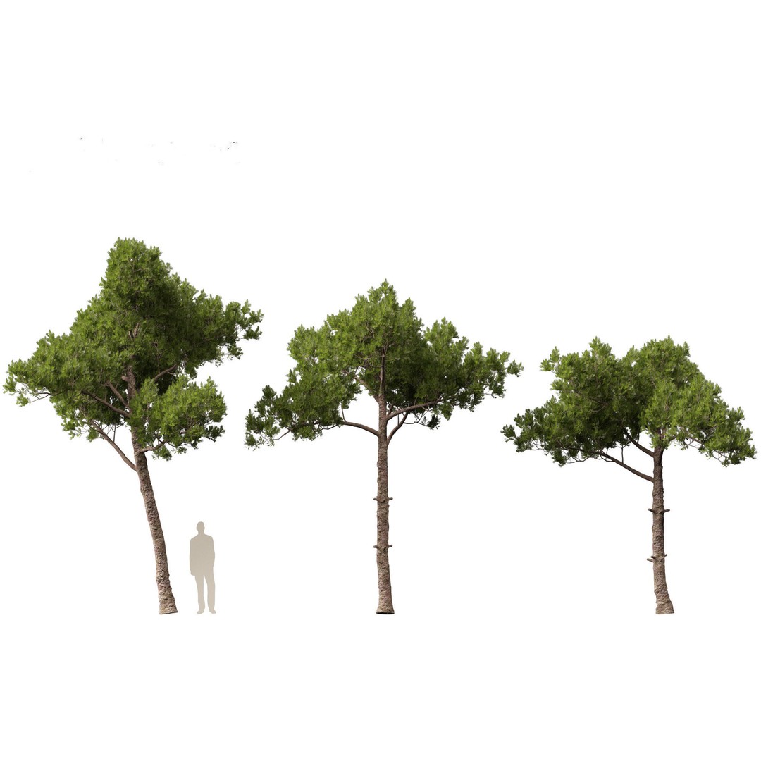 Pinus dalatensis 3D Model – Realistic Evergreen Tree, FBX, PBR - View 7