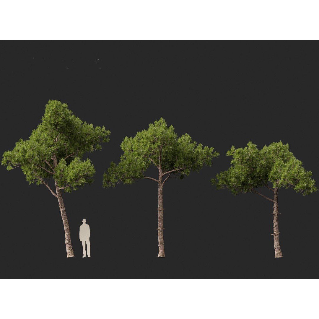 Pinus dalatensis 3D Model – Realistic Evergreen Tree, FBX, PBR - View 8