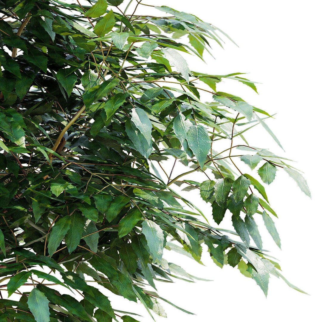 Mahonia Aquifoliumi Leaves 3D Model – High Poly PBR Asset, FBX & OBJ - View 10