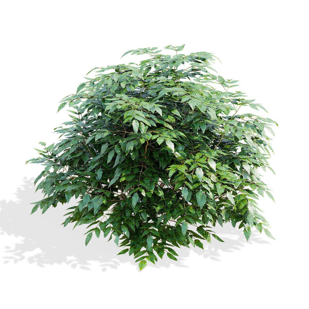 Mahonia Aquifoliumi Leaves 3D Model – High Poly PBR Asset, FBX & OBJ - View 5