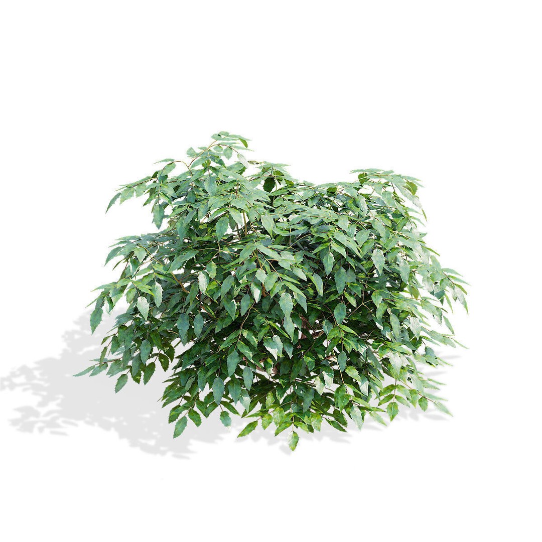 Mahonia Aquifoliumi Leaves 3D Model – High Poly PBR Asset, FBX & OBJ - View 6