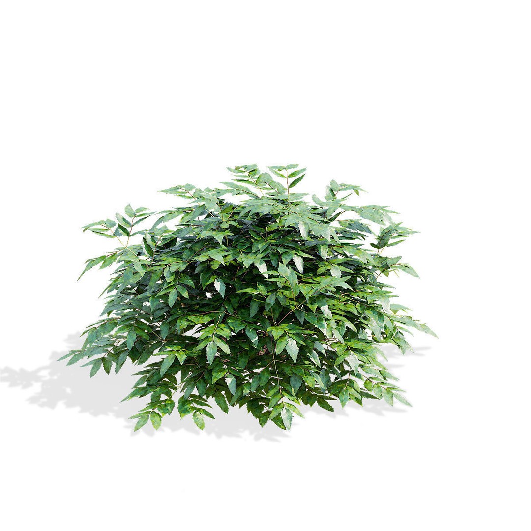 Mahonia Aquifoliumi Leaves 3D Model – High Poly PBR Asset, FBX & OBJ - View 7
