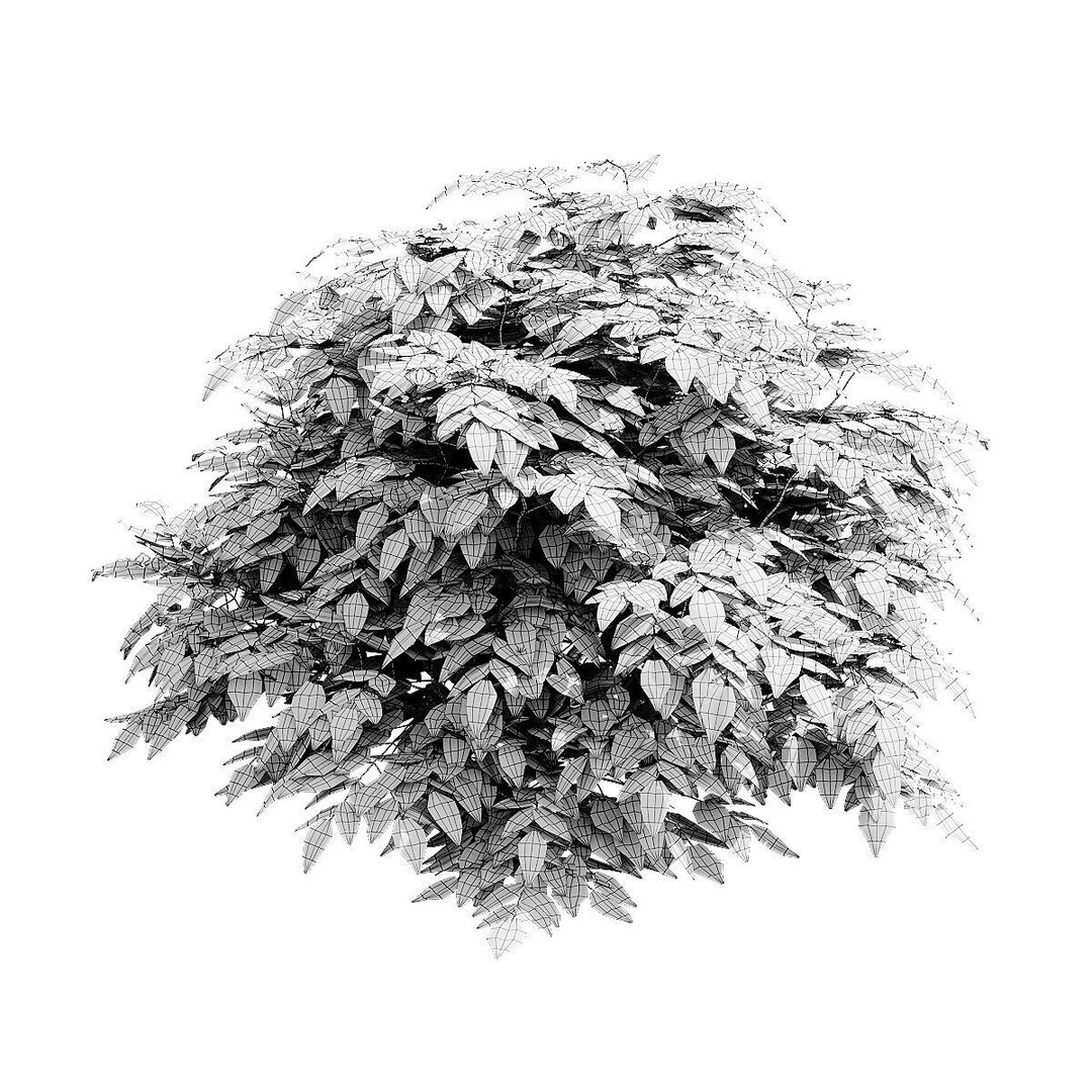 Mahonia Aquifoliumi Leaves 3D Model – High Poly PBR Asset, FBX & OBJ - View 9