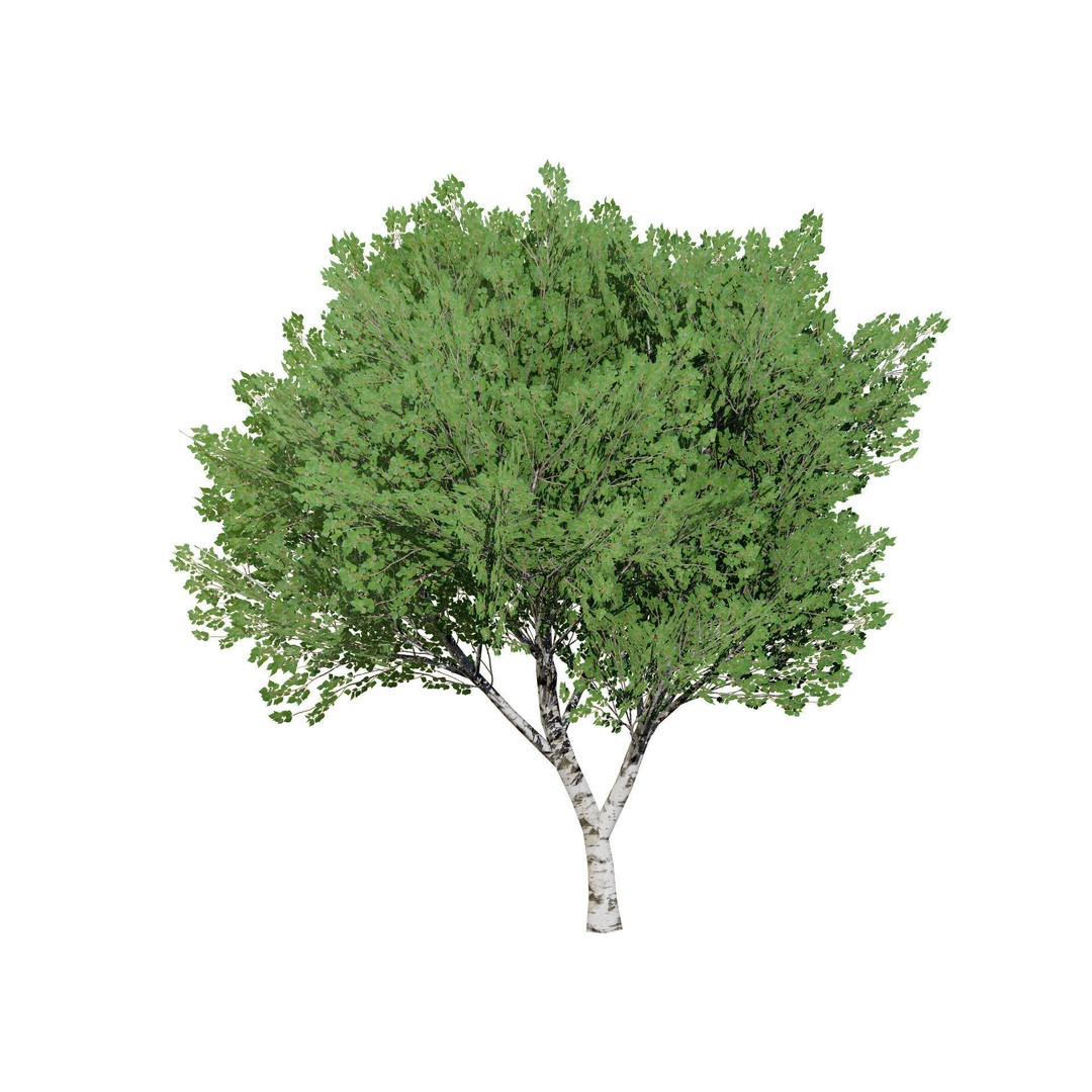 Low Poly Grey Poplar Trees 3D Model – Optimized Game Asset, FBX, PBR - View 10