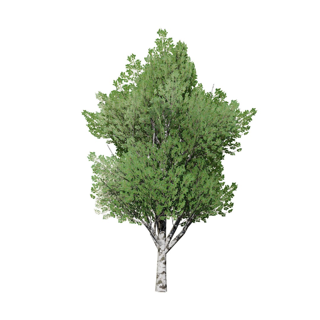 Low Poly Grey Poplar Trees 3D Model – Optimized Game Asset, FBX, PBR - View 11