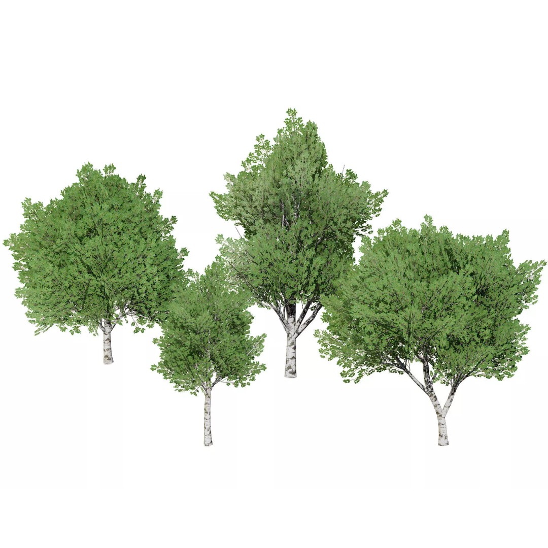 Low Poly Grey Poplar Trees 3D Model – Optimized Game Asset, FBX, PBR - View 2