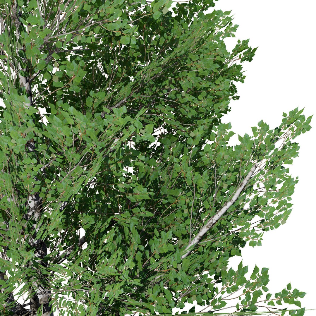 Low Poly Grey Poplar Trees 3D Model – Optimized Game Asset, FBX, PBR - View 6