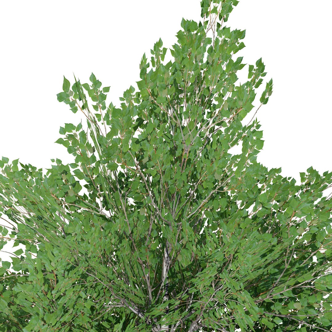 Low Poly Grey Poplar Trees 3D Model – Optimized Game Asset, FBX, PBR - View 7