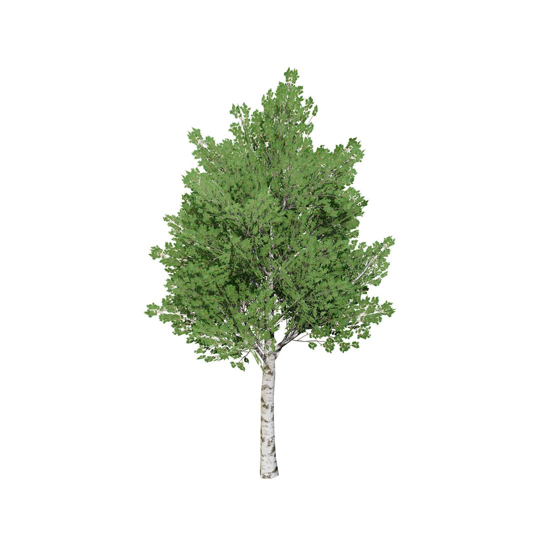 Low Poly Grey Poplar Trees 3D Model – Optimized Game Asset, FBX, PBR - View 8