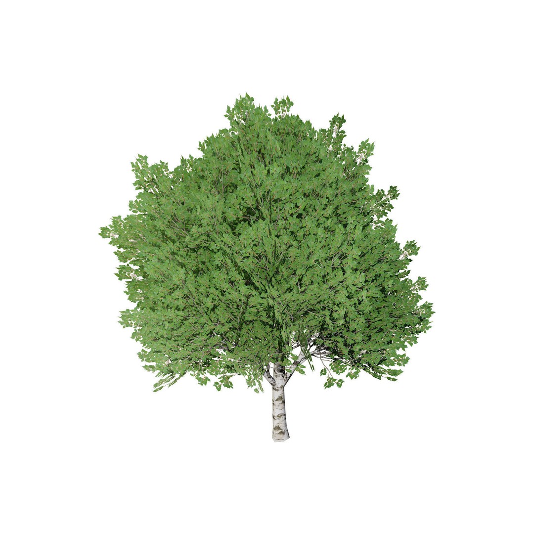 Low Poly Grey Poplar Trees 3D Model – Optimized Game Asset, FBX, PBR - View 9