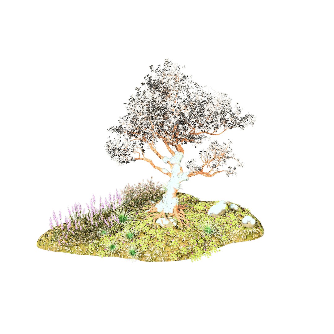 Royal Poinciana Tree 3D Model – High Poly Animated Asset, FBX - View 8