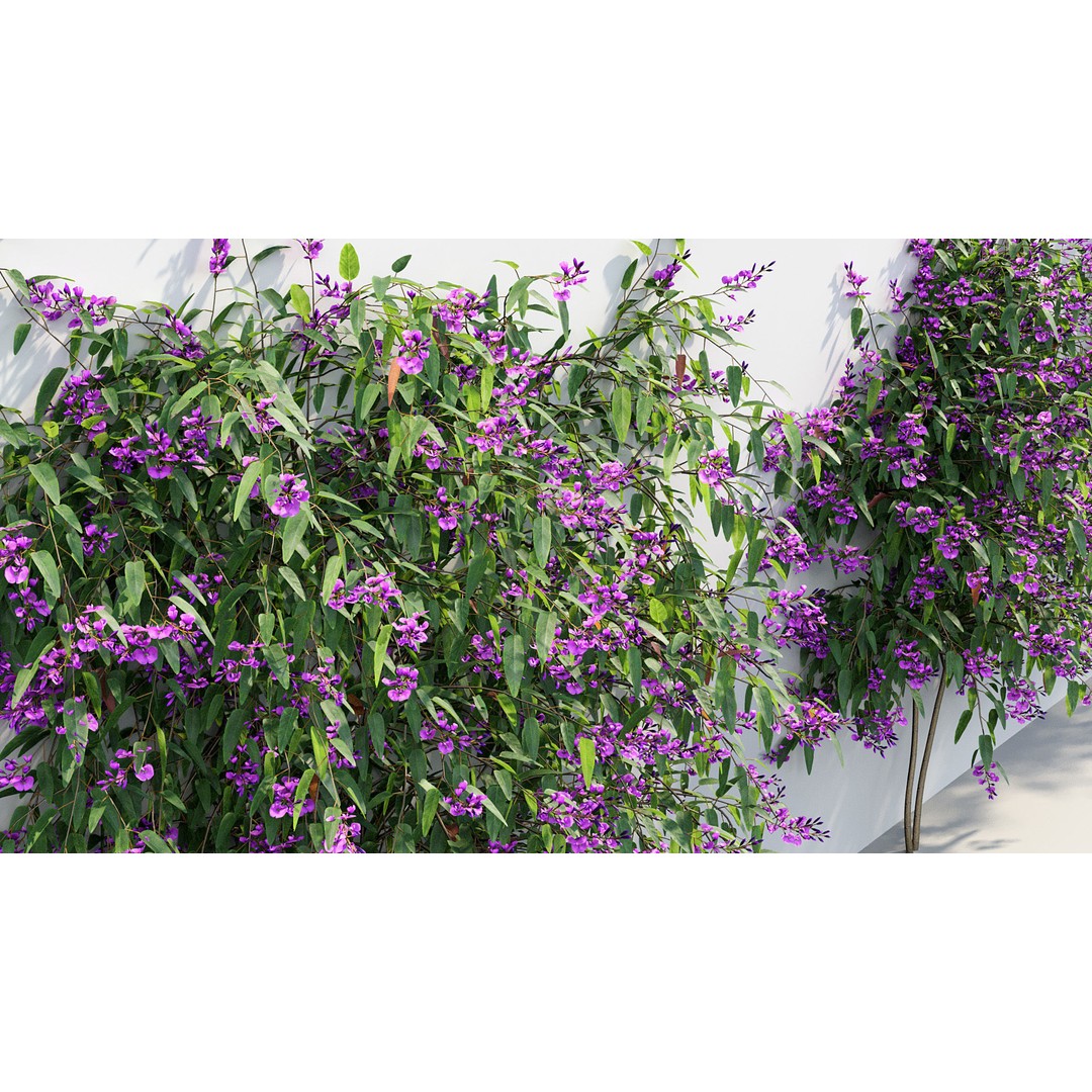 Hardenbergia violacea 3D Model – Purple Coral Pea, FBX, PBR Textures - View 6