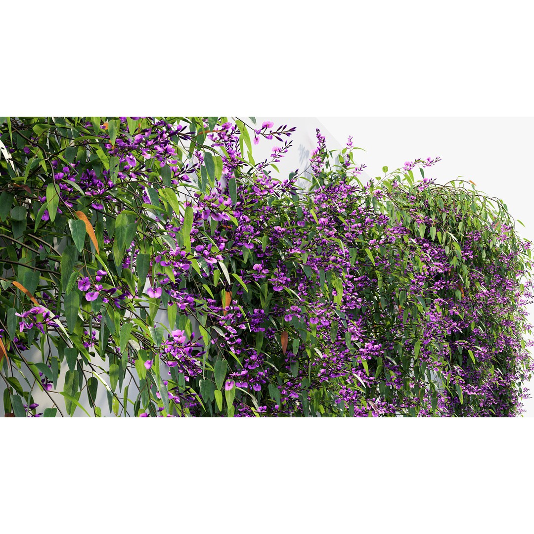 Hardenbergia violacea 3D Model – Purple Coral Pea, FBX, PBR Textures - View 7