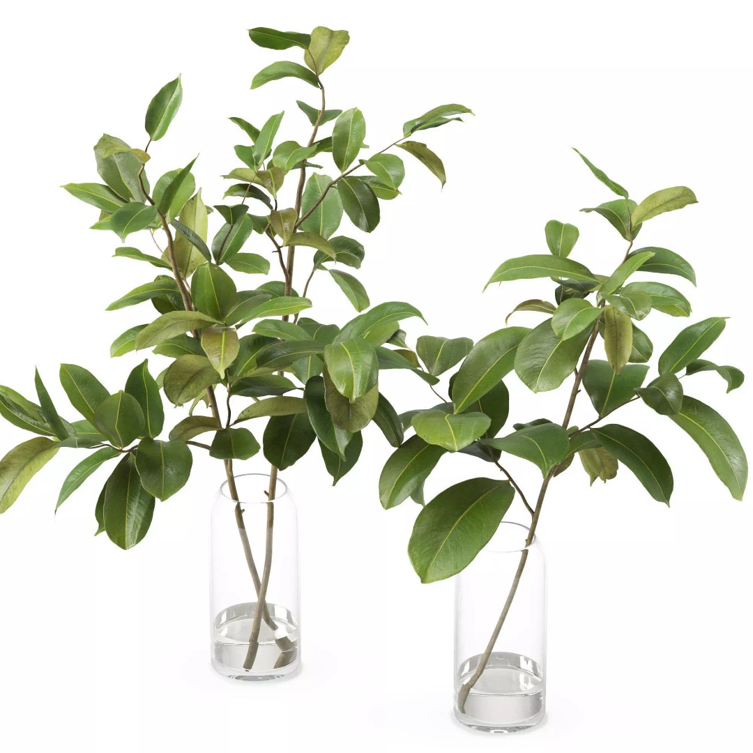 Magnolia Branch 3D Model – Decorative Plant with PBR Textures, FBX - View 2