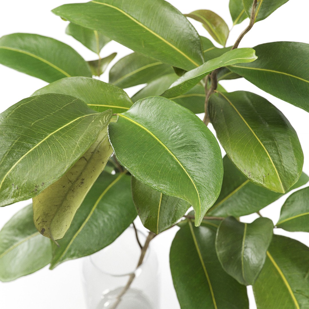 Magnolia Branch 3D Model – Decorative Plant with PBR Textures, FBX - View 3
