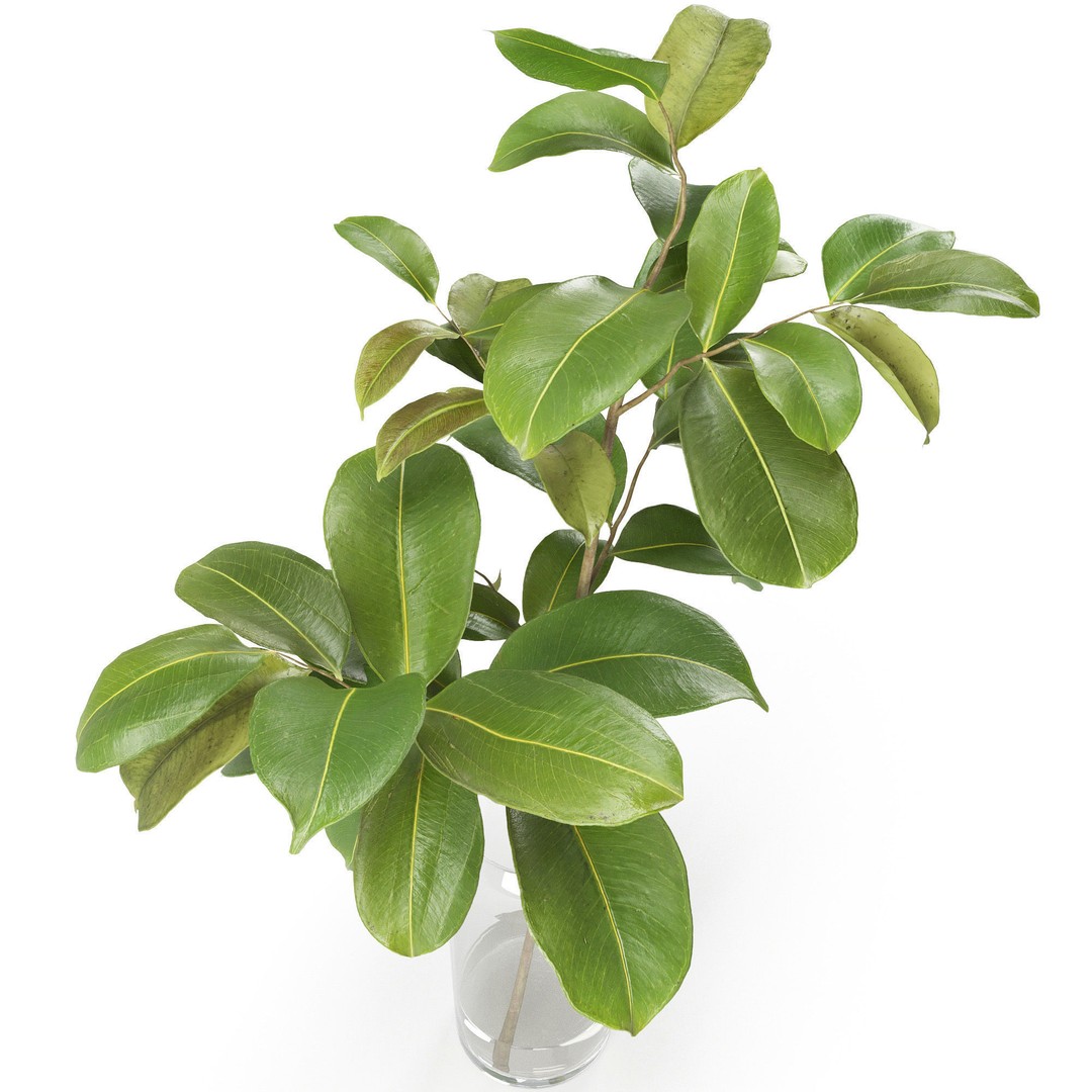 Magnolia Branch 3D Model – Decorative Plant with PBR Textures, FBX - View 4