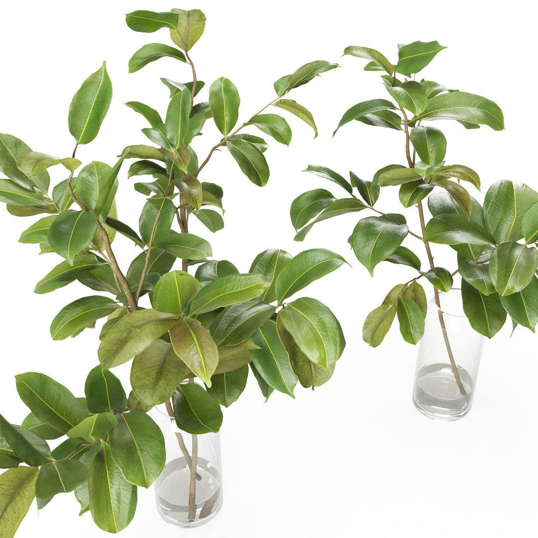 Magnolia Branch 3D Model – Decorative Plant with PBR Textures, FBX - View 5
