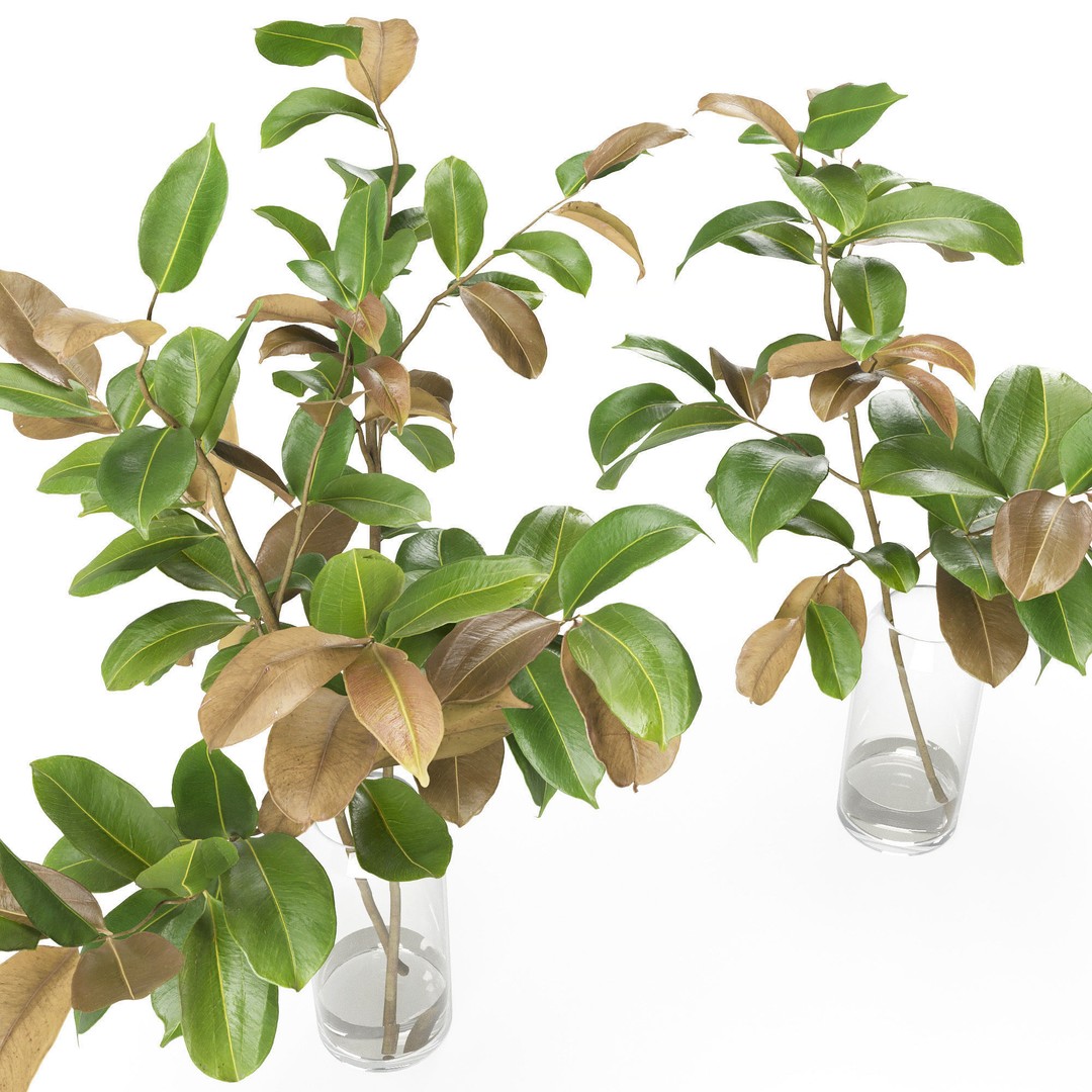 Magnolia Branch 3D Model – Decorative Plant with PBR Textures, FBX - View 6