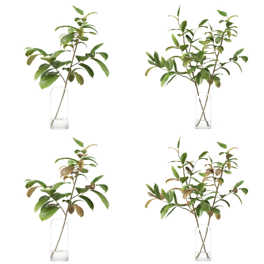 Magnolia Branch 3D Model – Decorative Plant with PBR Textures, FBX - View 7