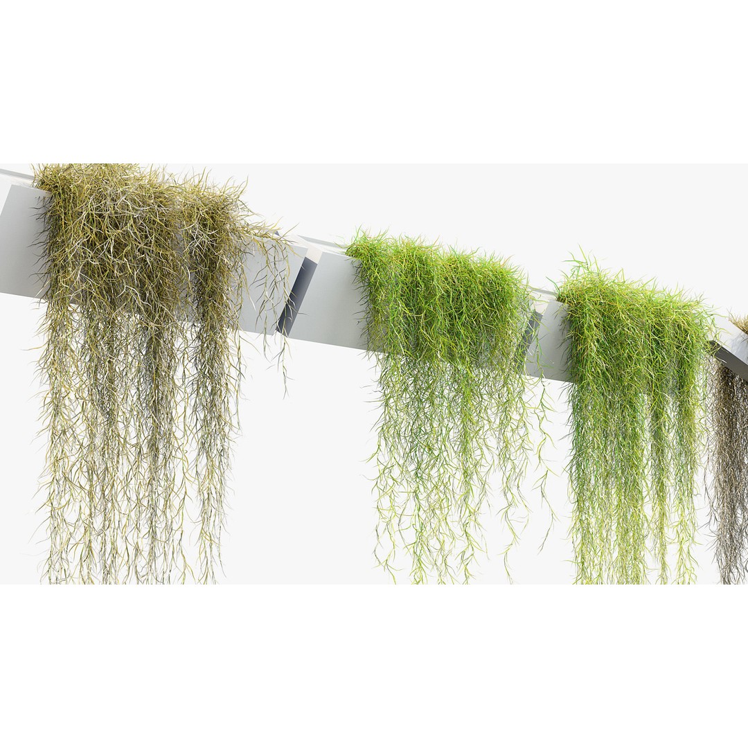 Tillandsia usneoides 3D Model – Spanish Moss, PBR Textures, FBX - View 6