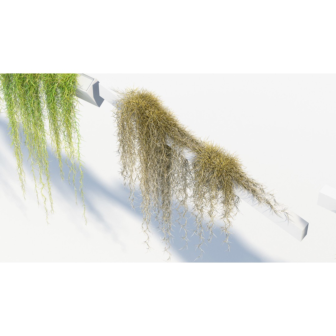 Tillandsia usneoides 3D Model – Spanish Moss, PBR Textures, FBX - View 7