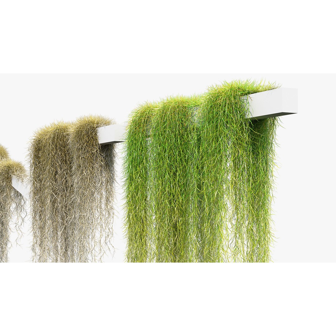 Tillandsia usneoides 3D Model – Spanish Moss, PBR Textures, FBX - View 8