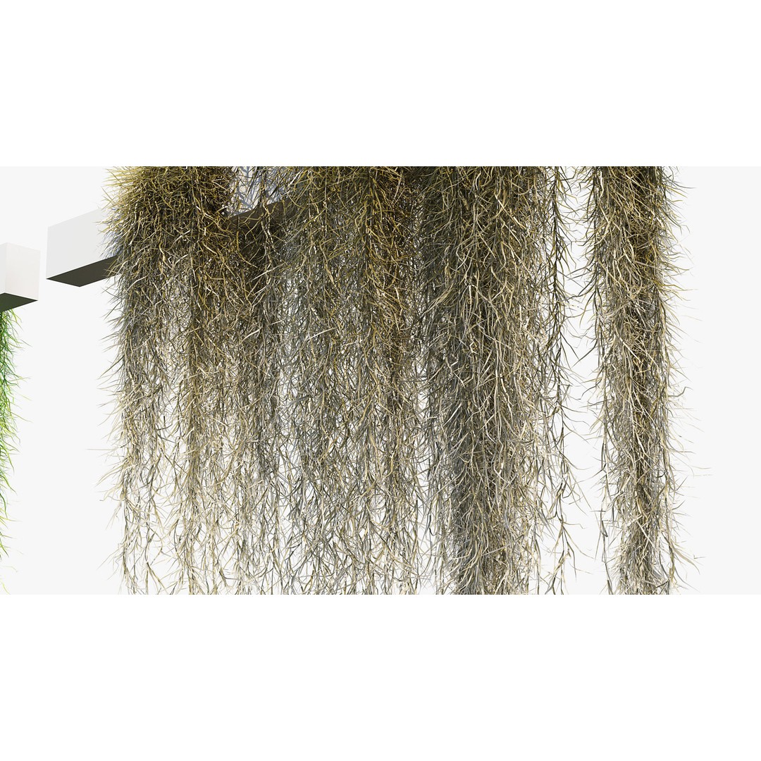 Tillandsia usneoides 3D Model – Spanish Moss, PBR Textures, FBX - View 9