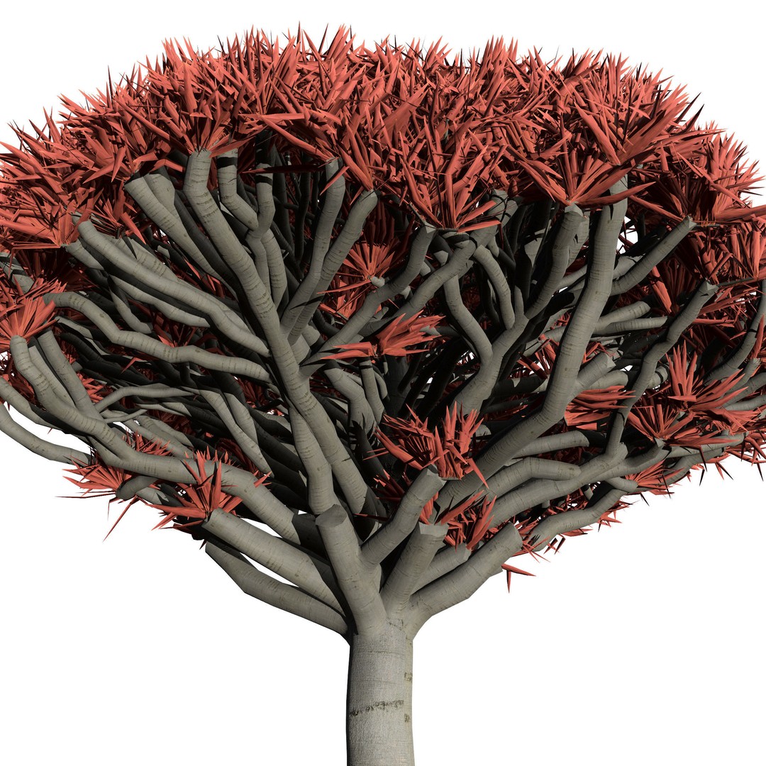 Dragon Blood Tree 3D Model – Low Poly Game Asset, PBR, FBX, Blender - View 4