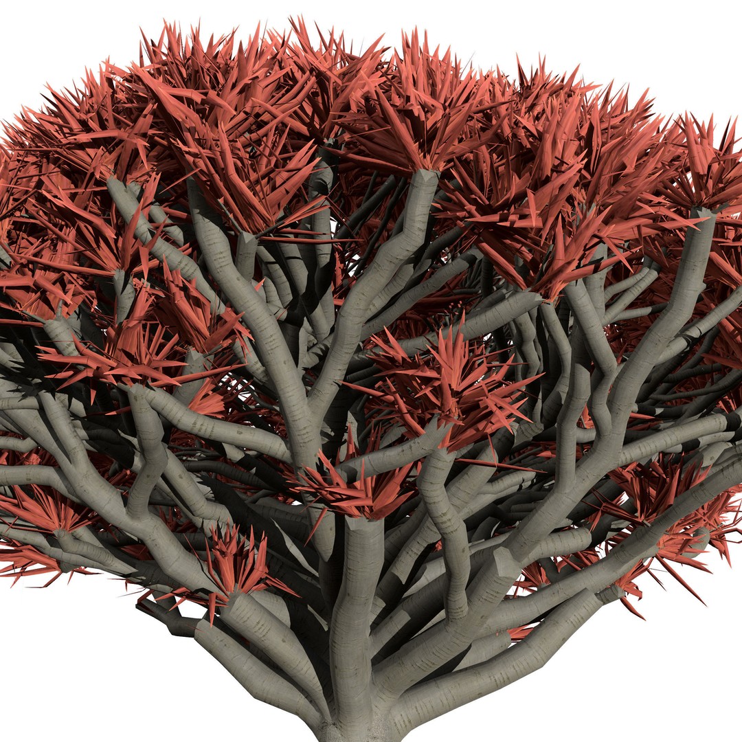 Dragon Blood Tree 3D Model – Low Poly Game Asset, PBR, FBX, Blender - View 5